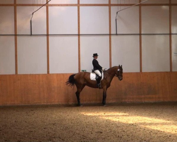 Dressurpferd Akribora (Rheinländer, 2000, von Akribori)