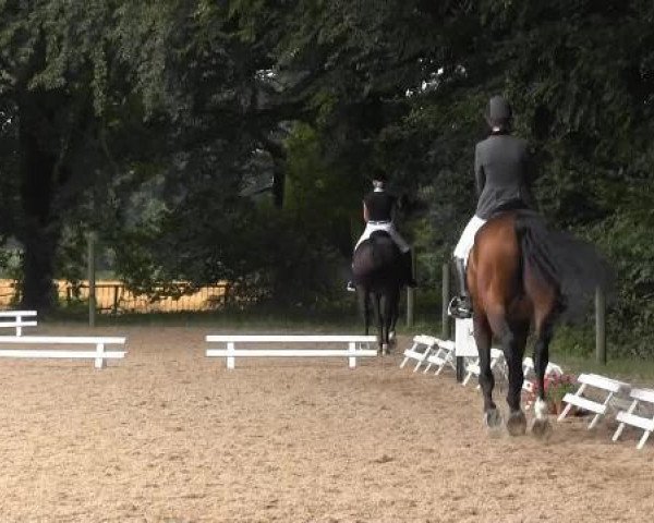 dressage horse Touch me 13 (KWPN (Royal Dutch Sporthorse), 2004, from Tenerife)