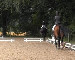 dressage horse Touch me 13 (KWPN (Royal Dutch Sporthorse), 2004, from Tenerife)
