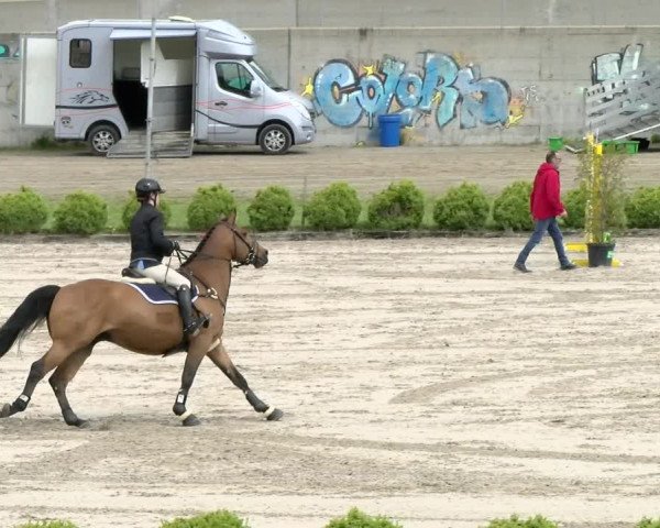 Reitturnier Basel Schänzli 2021