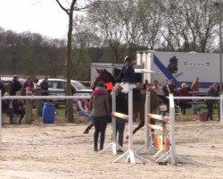 jumper Lord Teldau (Hanoverian, 2007, from Ludwig von Bayern 168 FIN)