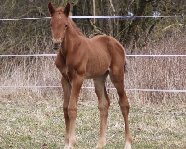 horse Hengst von Day Dream (Württemberger, 2015, from Day Dream)