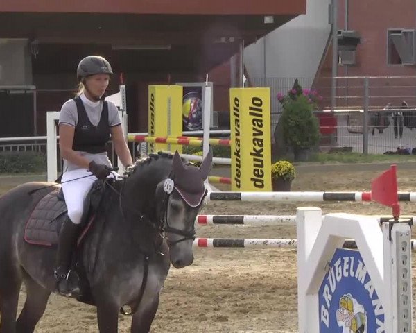 Springpferd Vainqueur 14 (KWPN (Niederländisches Warmblut), 2002, von Emilion)