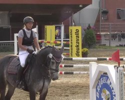 jumper Vainqueur 14 (KWPN (Royal Dutch Sporthorse), 2002, from Emilion)