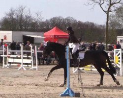 jumper Royal Roxy (Hanoverian, 2005, from Rotspon)