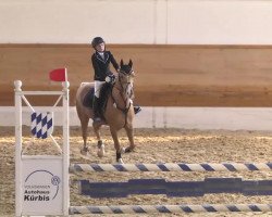 jumper Douglas Dundee (German Riding Pony, 2000, from Douglas)