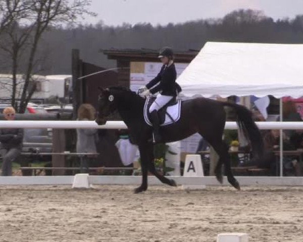 jumper Rubens-Rubin (German Warmblood, 2008, from Rubin Rouge)