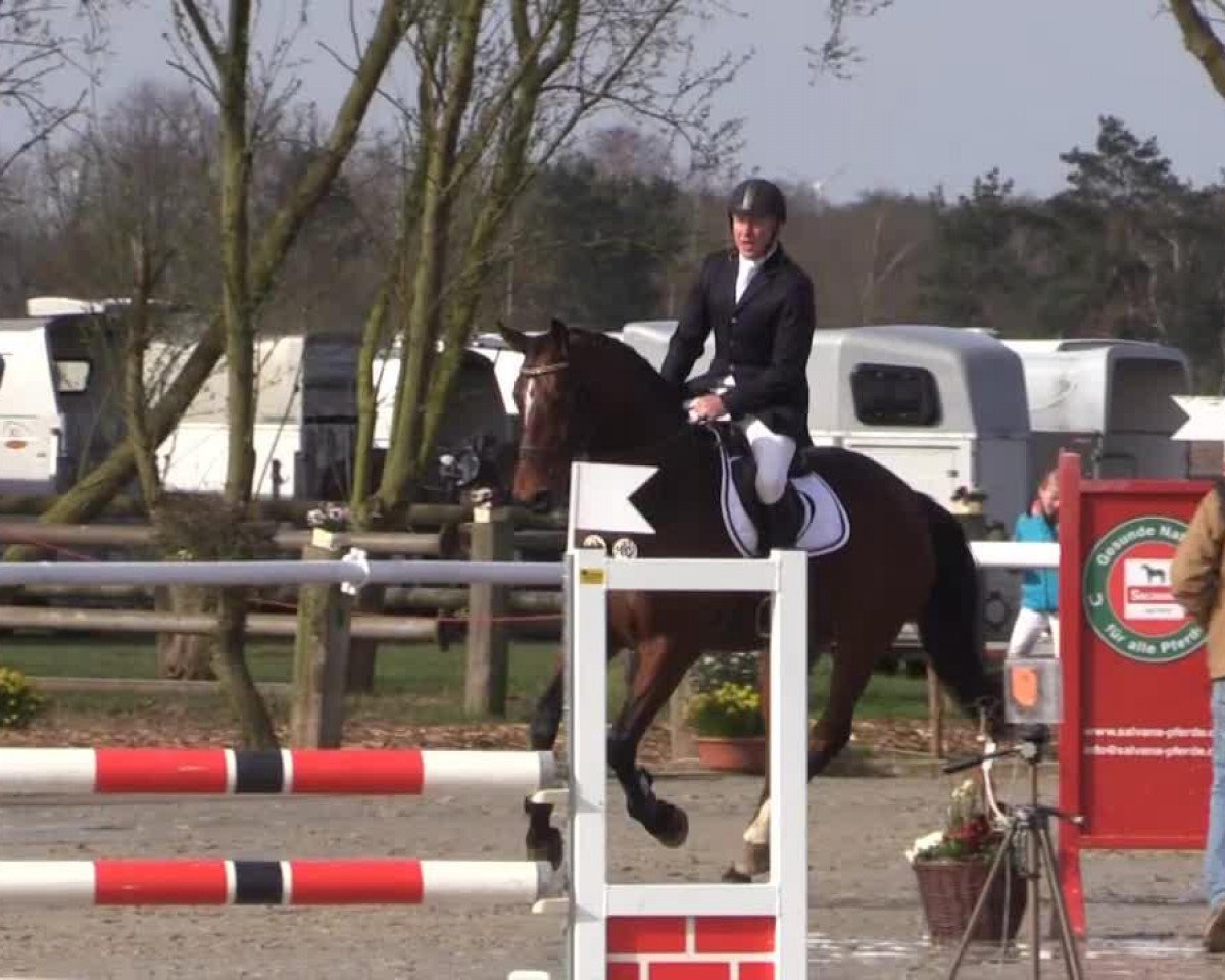jumper Vincenz (Hanoverian, 2009, from Valentino)