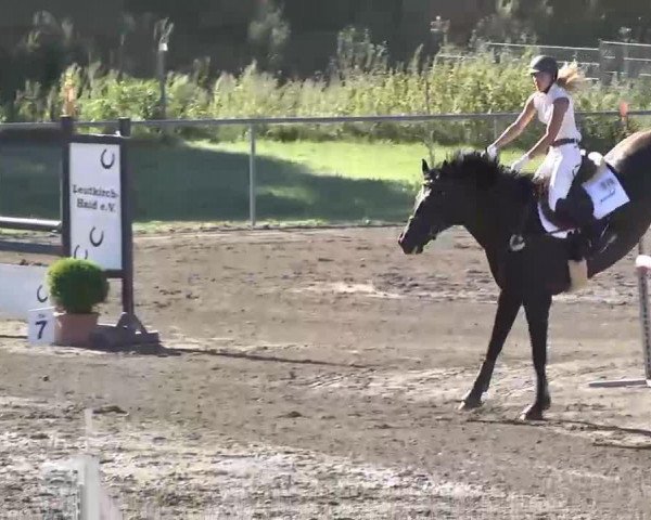 dressage horse Libelle 269 (Württemberger, 2000, from Ladinos)