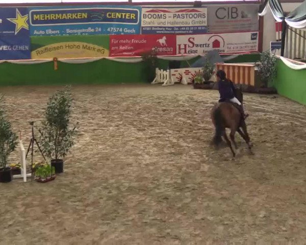 broodmare Orchid's Carla (Dutch Pony, 2004, from Kantje's Carlando)