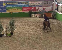Zuchtstute Orchid's Carla (Niederländisches Pony, 2004, von Kantje's Carlando)