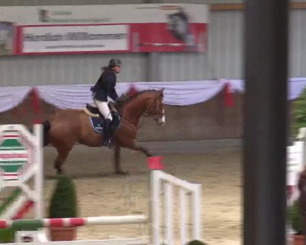 jumper Chiado Cantossini (KWPN (Royal Dutch Sporthorse), 2003, from Cantos)
