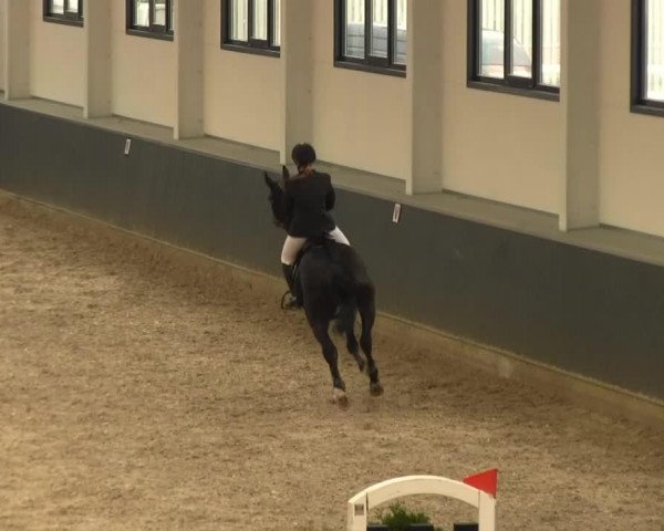 stallion Vincent (KWPN (Royal Dutch Sporthorse), 2002, from Cantos) stallion Vincent (KWPN (Royal Dutch Sporthorse), 2002, from Cantos)