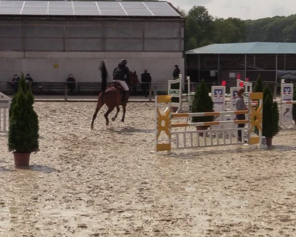Reitturnier Laer 2021