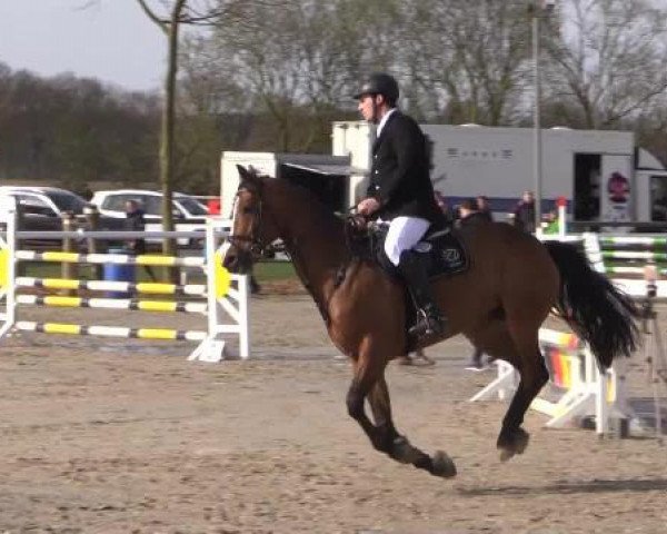 broodmare Imperiale 3 (Oldenburg, 2009, from Iberio)