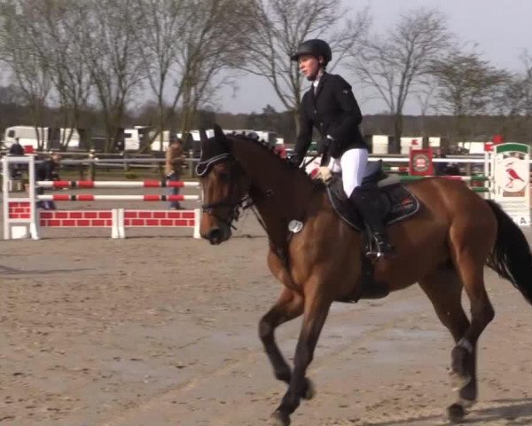 jumper Candy Crush 6 (Hanoverian, 2009, from Canstakko)