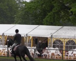 dressage horse Georg 43 (Westphalian, 2004, from Goethe)