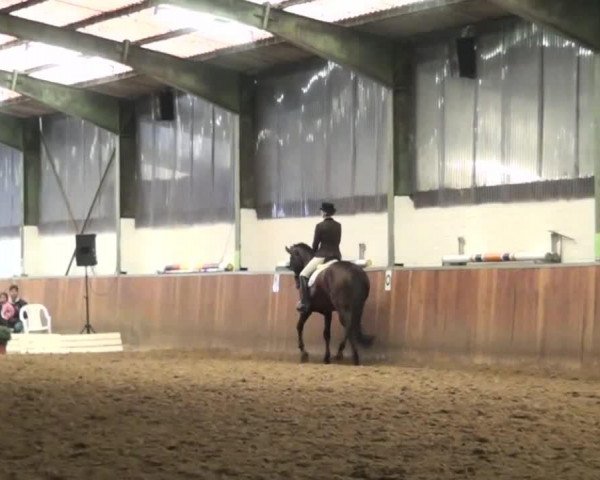 broodmare Gema 2 (Westphalian, 2004, from Goethe)