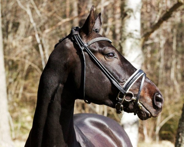 horse Seppl 70 (Mecklenburg, 2006, from Samba Hit I)