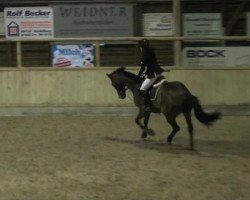 Springpferd Lennox S 2 (Oldenburger, 1999, von Lord Sinclair I)