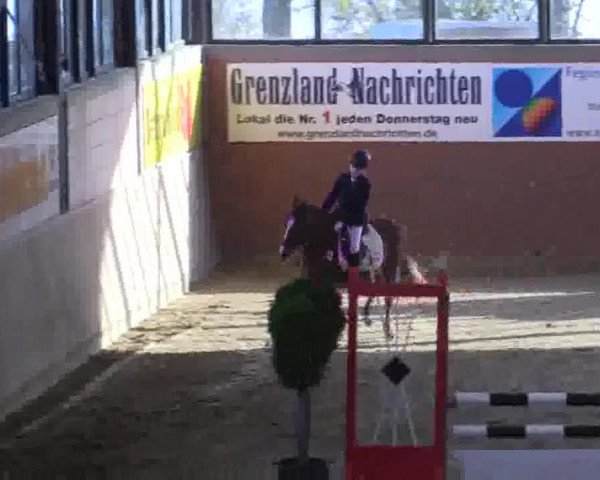 broodmare Dorina (German Riding Pony, 2001, from Doodoo)