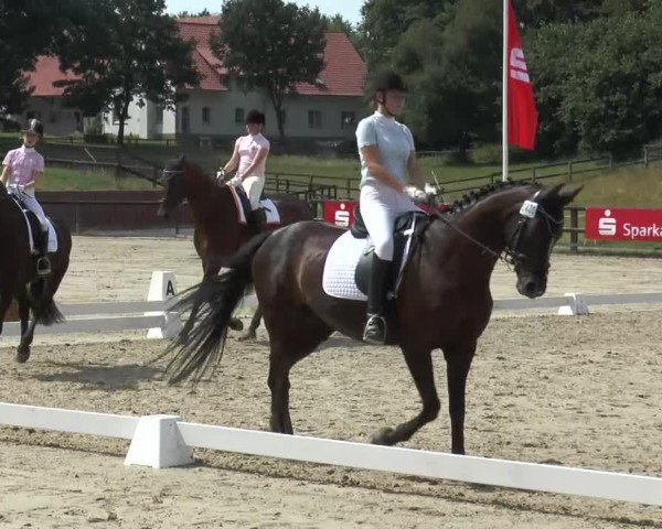 jumper Federwolke (Hanoverian, 1999, from Federweisser)