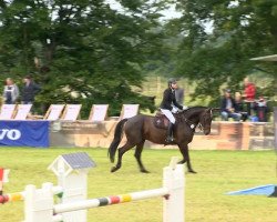 dressage horse Spencer 67 (Hanoverian, 2006, from Satisfaction FRH)