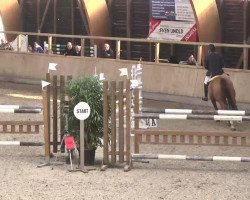 jumper Samba Pati B (Hanoverian, 2006, from Stolzenberg)