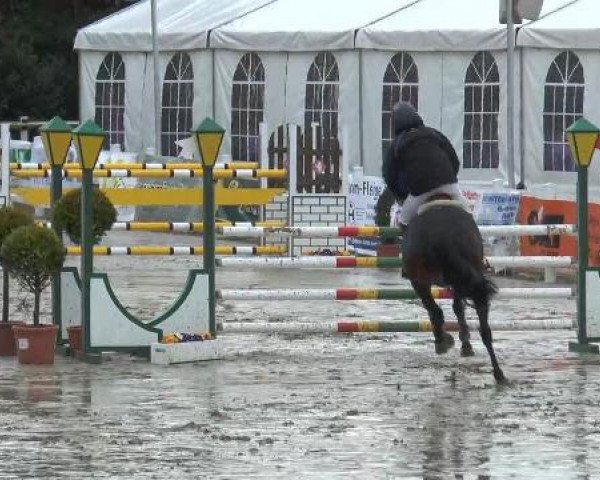 jumper Cayentana W. (Westphalian, 2006, from Cayetano L)