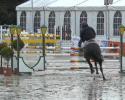 Springpferd Cayentana W. (Westfale, 2006, von Cayetano L)