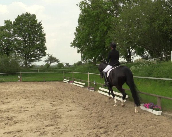 Reitturnier Laer 2021