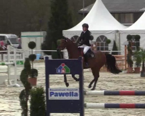 broodmare Candela 48 (Westphalian, 2008, from Captain Fire)