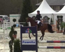 broodmare Candela 48 (Westphalian, 2008, from Captain Fire)