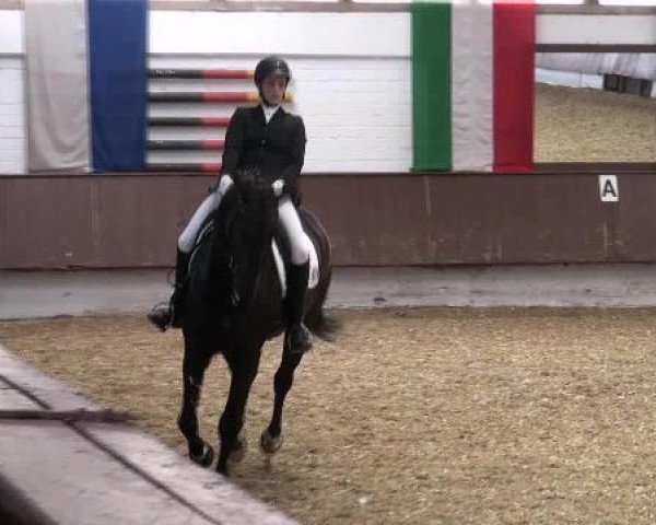 dressage horse Figaro 237 (Westphalian, 2005, from Floresco NRW)