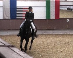 dressage horse Figaro 237 (Westphalian, 2005, from Floresco NRW)
