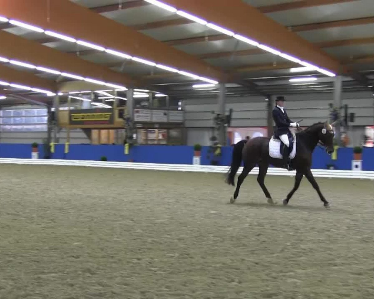 dressage horse Figo G (Westphalian, 2004, from Floresco NRW)