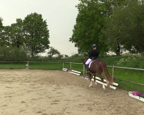 Reitturnier Laer 2021