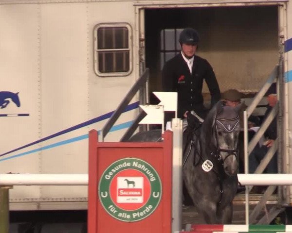 jumper Le Champ 14 (Westphalian, 2010, from Hh Linton)