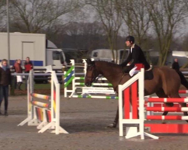 Springpferd Vasco da Gama 29 (Hannoveraner, 2010, von Valentino)