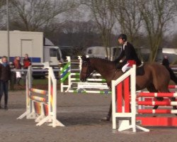 Springpferd Vasco da Gama 29 (Hannoveraner, 2010, von Valentino)