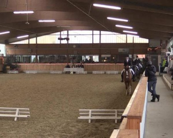 dressage horse Kloosters van Dijk (Nederlands Welsh Ridepony, 1997, from Bokkesprong Czardas)