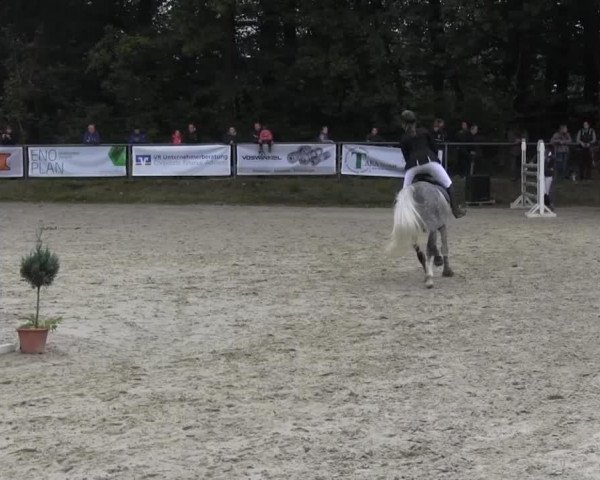 jumper Cinzano 57 (Westphalian, 2005, from Contini)