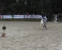 jumper Cinzano 57 (Westphalian, 2005, from Contini)