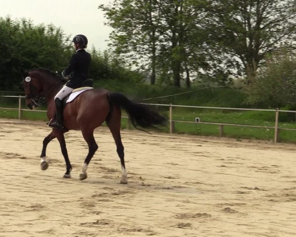 Reitturnier Laer 2021