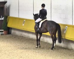 dressage horse Jet Set Girl (Oldenburg, 2006, from Glock's Johnson Tn)