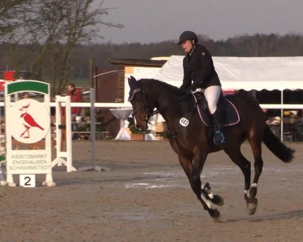 Springpferd Cara Mia PJ (Hannoveraner, 2010, von Cassus 2)