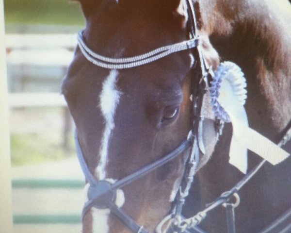 jumper Lehmann (Hanoverian, 1996, from Lauries Crusador xx)