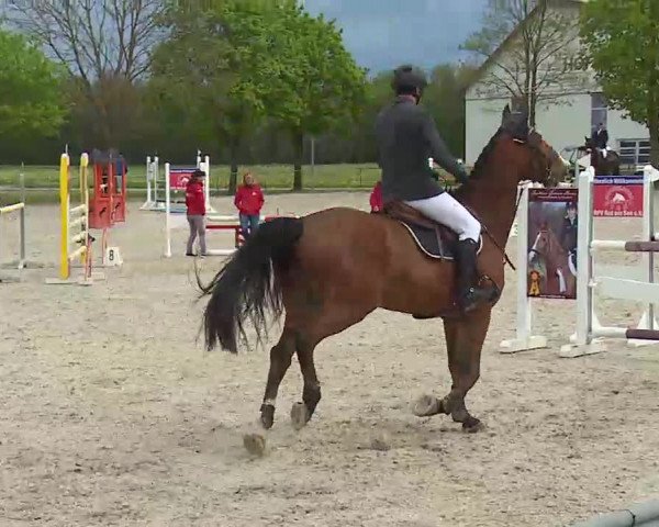 Reitturnier Rot am See- Musdorf 2021
