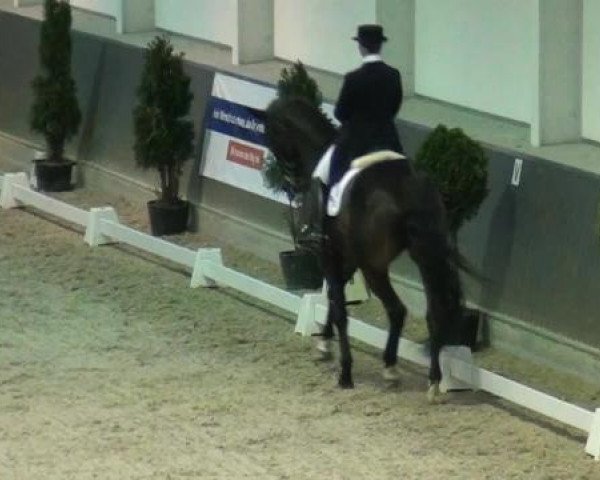 dressage horse Riogrande (Rhinelander, 2006, from Riccio)
