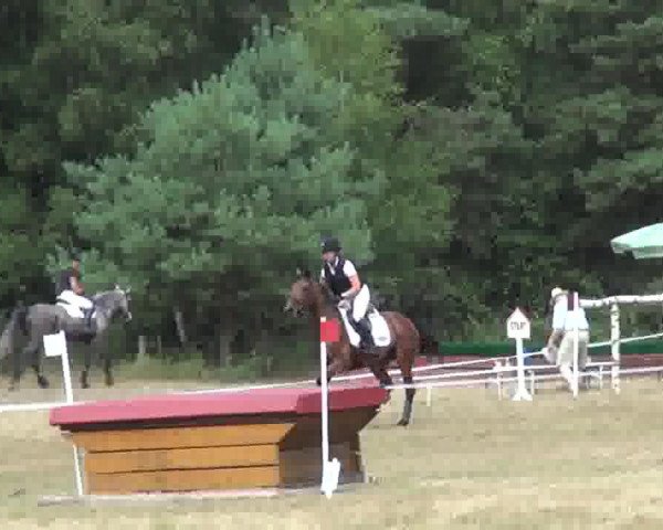 jumper Caro Dame 9 (Westphalian, 2005, from Cosinus B)